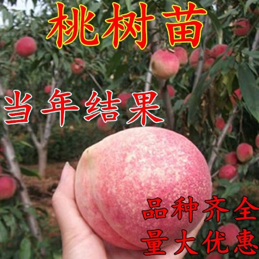 平邑县冬桃苗 晚熟品种冬桃，雪桃，映霜红，基地培育现挖现发保湿发货