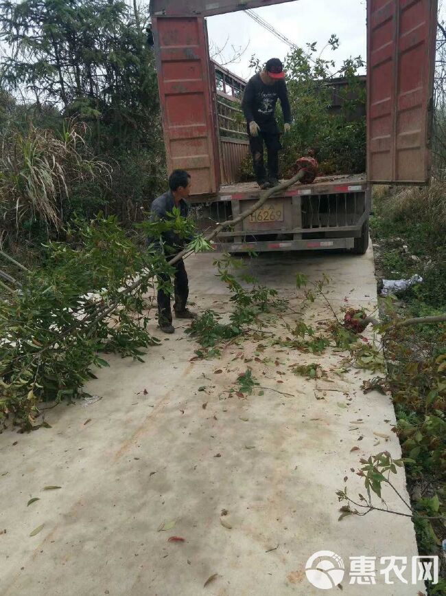 木荷苗基地批发1一8公分