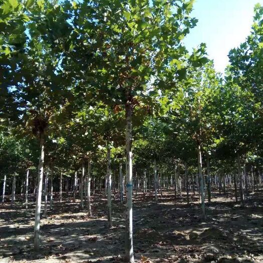 济宁速生法桐 10公分法桐装车。大量现货！有有需要的老板联系
