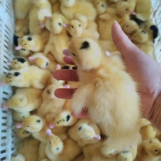 南宁 白番鸭苗