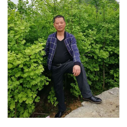镇宁县 银杏树苗