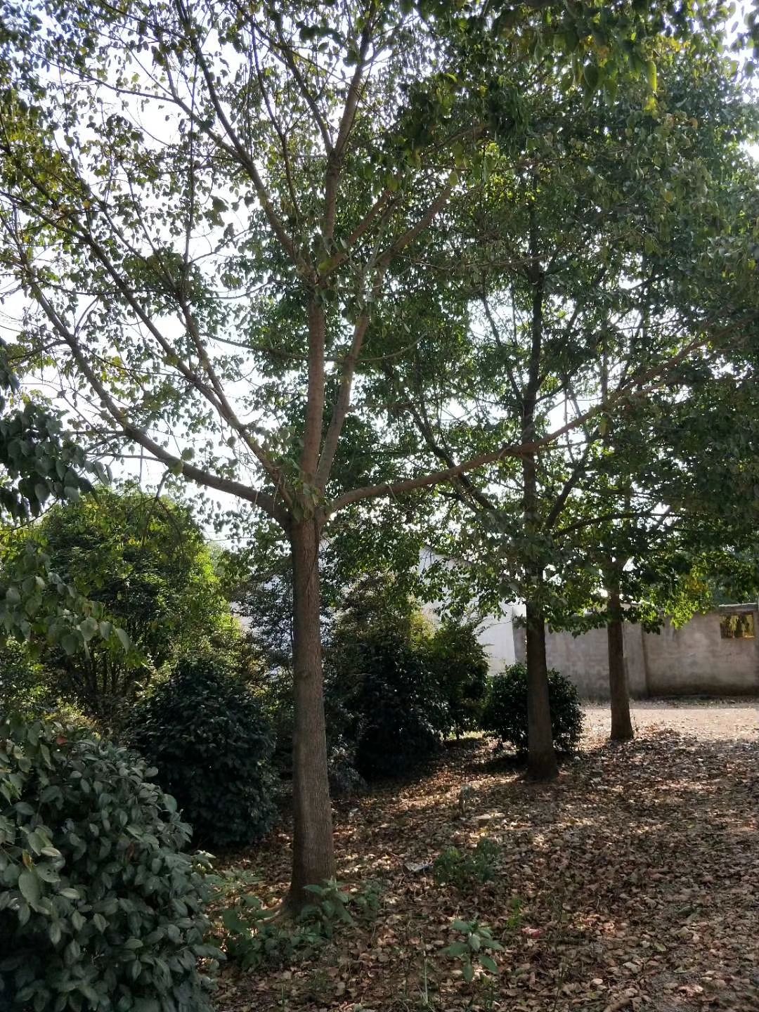 重阳木 江西精品基地批发1一20公分