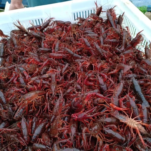 监利市精养湖泊种虾苗小龙虾抱卵籽繁殖鲜活淡水养殖活物克氏原鳌虾