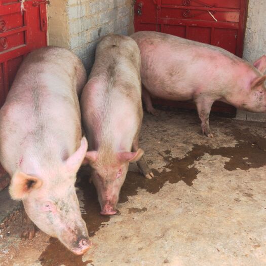 威宁县生猪 好体型大肥 200-300斤