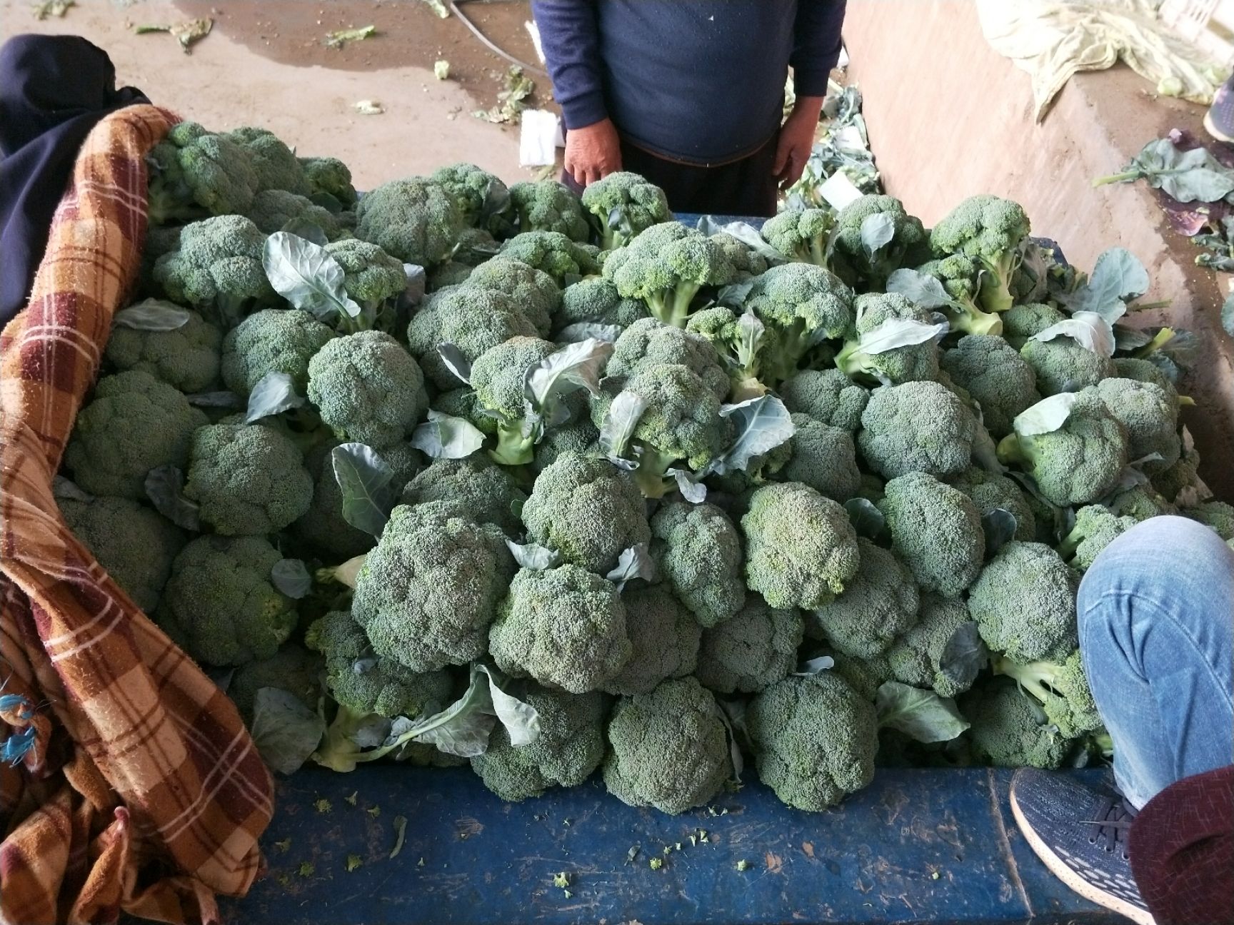 [耐寒优秀西兰花批发]耐寒优秀西兰花 供应西蓝花价格2.