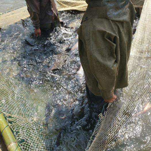 隆回县白条鱼  水库里捞的  水质好