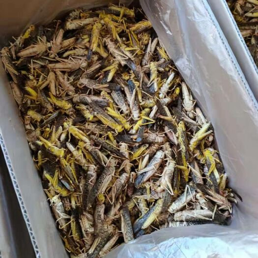 唐山 唐山小富蝗虫养殖