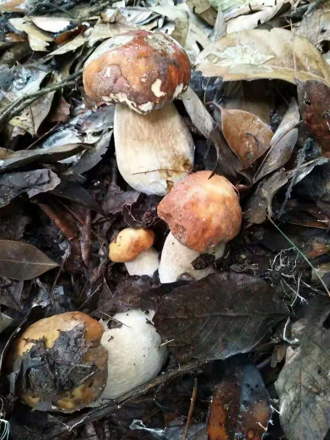 牛肝菌干片一级，美味牛肝菌，云南特产1斤包邮