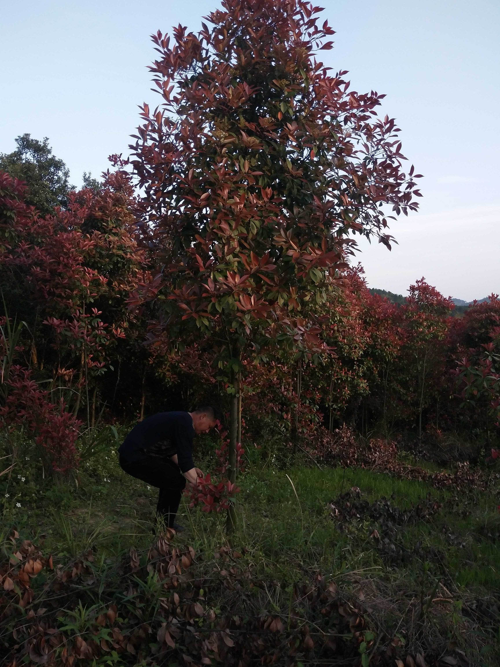  江西红叶石楠基地1一12公分批发