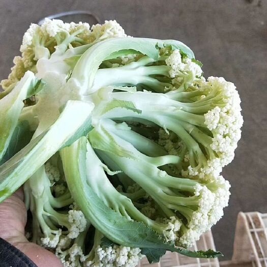 邯郸 花椰菜  有机花菜