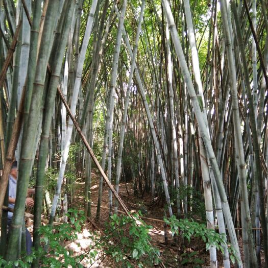 广州 竹子林30年、有100亩、交通方便易装车，地点广州黄铺镇龙。