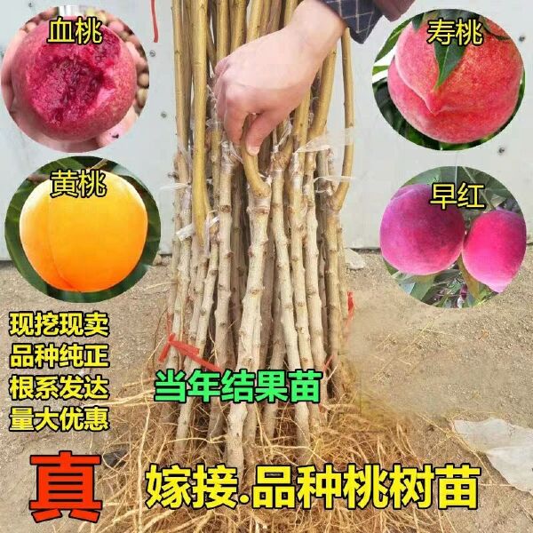  血桃树苗，基地直销1--5年苗，现挖现发保湿发货提供技