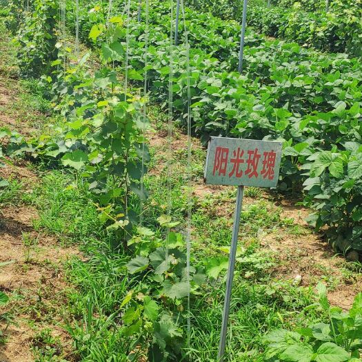 泰安 阳光玫瑰葡萄苗 脱毒嫁接葡萄苗 品种纯正