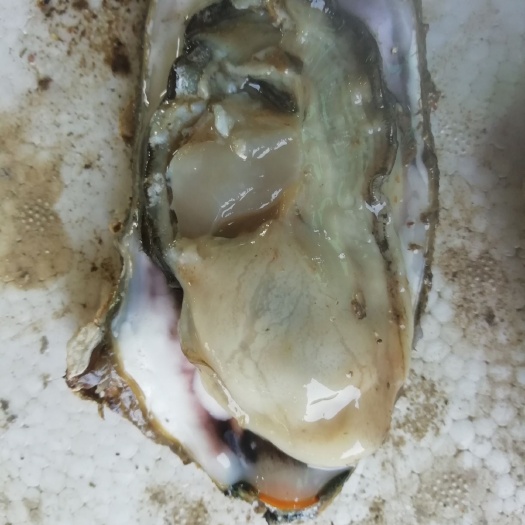 烟台威海牡蛎 山东威海度夏二倍体海蛎子生蚝大量上市，烟台生蚝