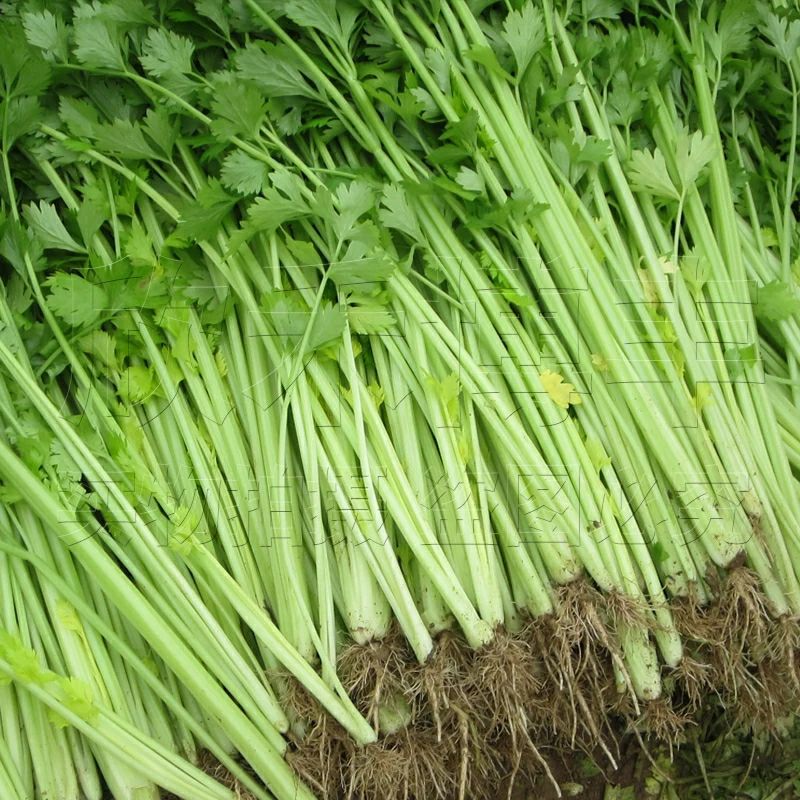 西芹种子 四季蔬菜种子高产 阳台庭院菜园盆栽小香芹芹菜菜籽