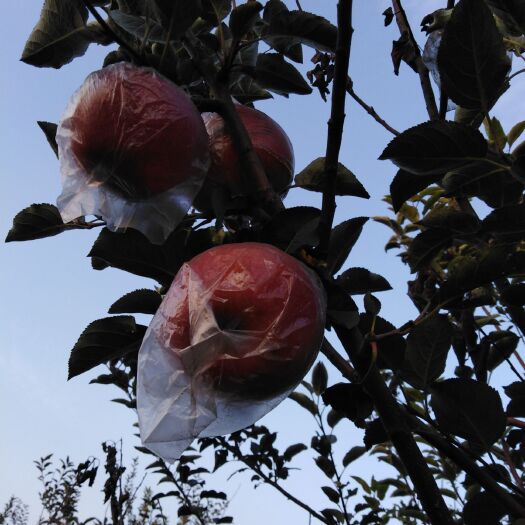 隆尧县 河北邢台果红苹果
