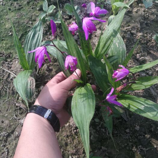 天门市紫花白芨苗 紫花三叉大白芨种苗，大别山品种，量大包活