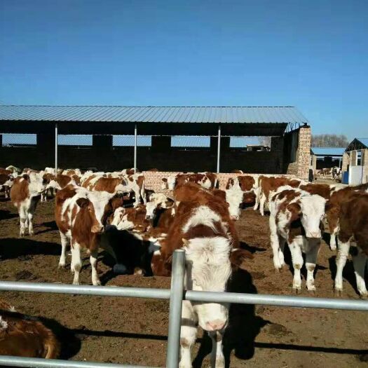 忻州肉牛  西门塔尔牛 200-300斤 统货