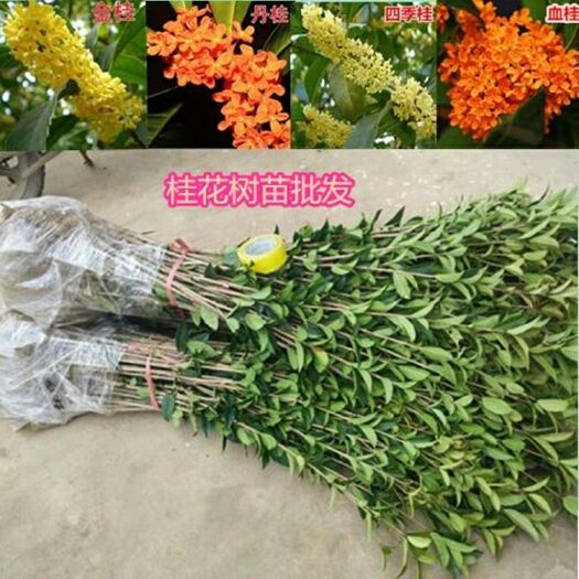 黄金桂花树 桂花苗，金桂，银桂，丹桂，四季桂，基地直销1--5年苗