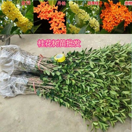 平邑县黄金桂花树 桂花苗，金桂，银桂，丹桂，四季桂，基地直销1--5年苗