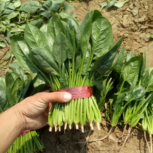 昌乐县精品大叶菠菜 25~30cm常年有货