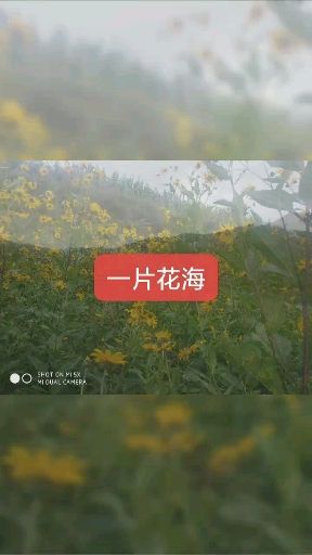会宁县紫菊芋