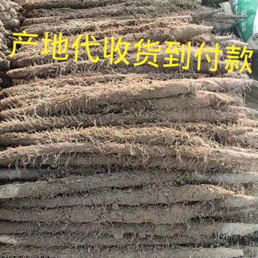 蠡县麻山药代收发货