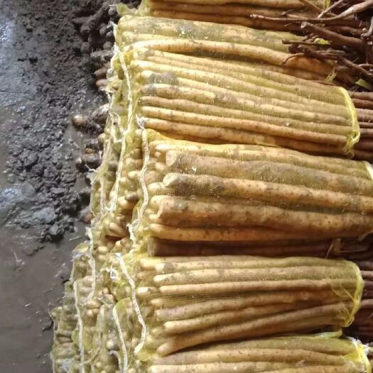 蠡县紫山药 大量上市中长期供应商现货