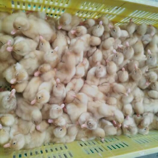 南宁桂柳鸭苗 桂柳大白鸭