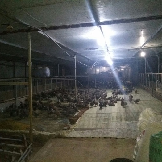 射阳县土鸭蛋 常年供应散养土鸡，土鸭，鸭，波尔山羊，小鸡苗