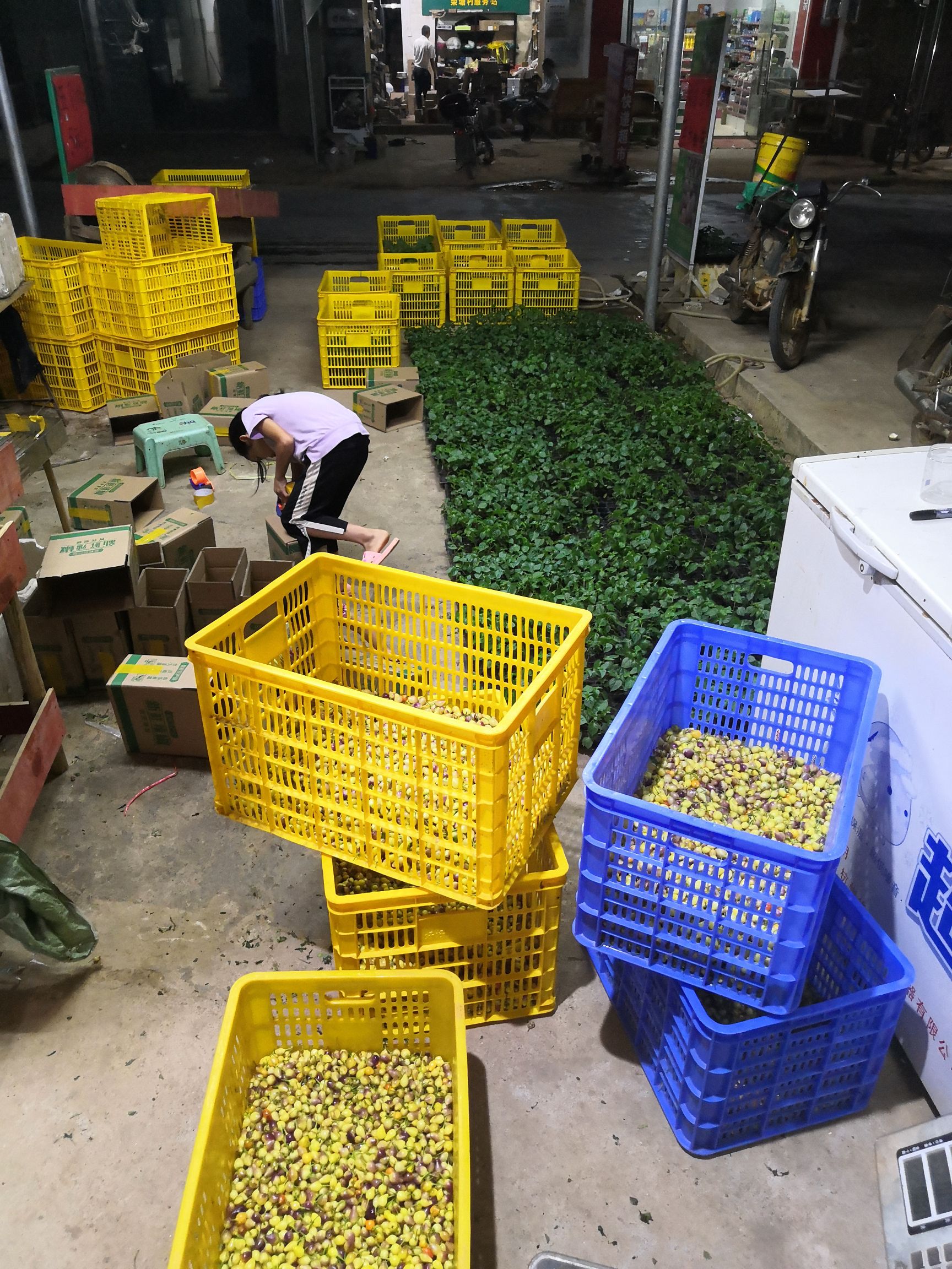  凡是本处要苗的，包回收辣椒！！！
15天后大量五彩椒苗上市