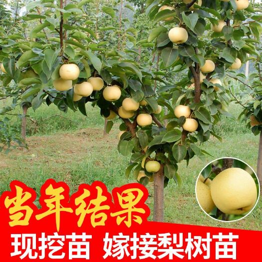 平邑县 柱状梨树苗，现挖现发，基地直销，保证品种，当年结果