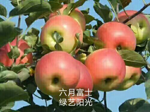 扶风县苹果树苗 早熟免套袋六月富士苹果苗