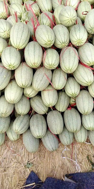 青州市哈密瓜小蜜25西州蜜25常年有货