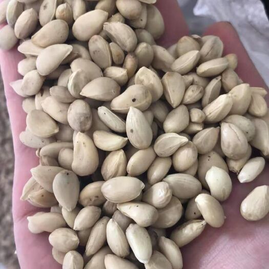 新沂市金桔种子 枸橘枳壳种子