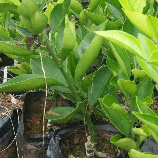 简阳市赣南脐橙苗  卡拉卡拉红肉脐橙苗