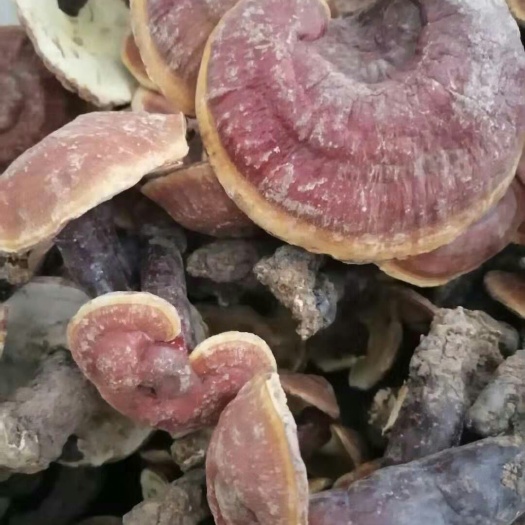 南漳县 灵芝用途广药效高，需要的联系