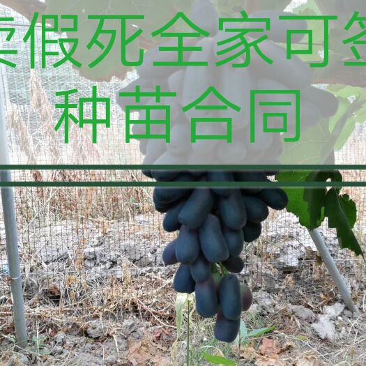 平邑县蓝宝石葡萄苗 嫁接苗包真，包活，可签合同，二十棵也签合同，假一赔万
