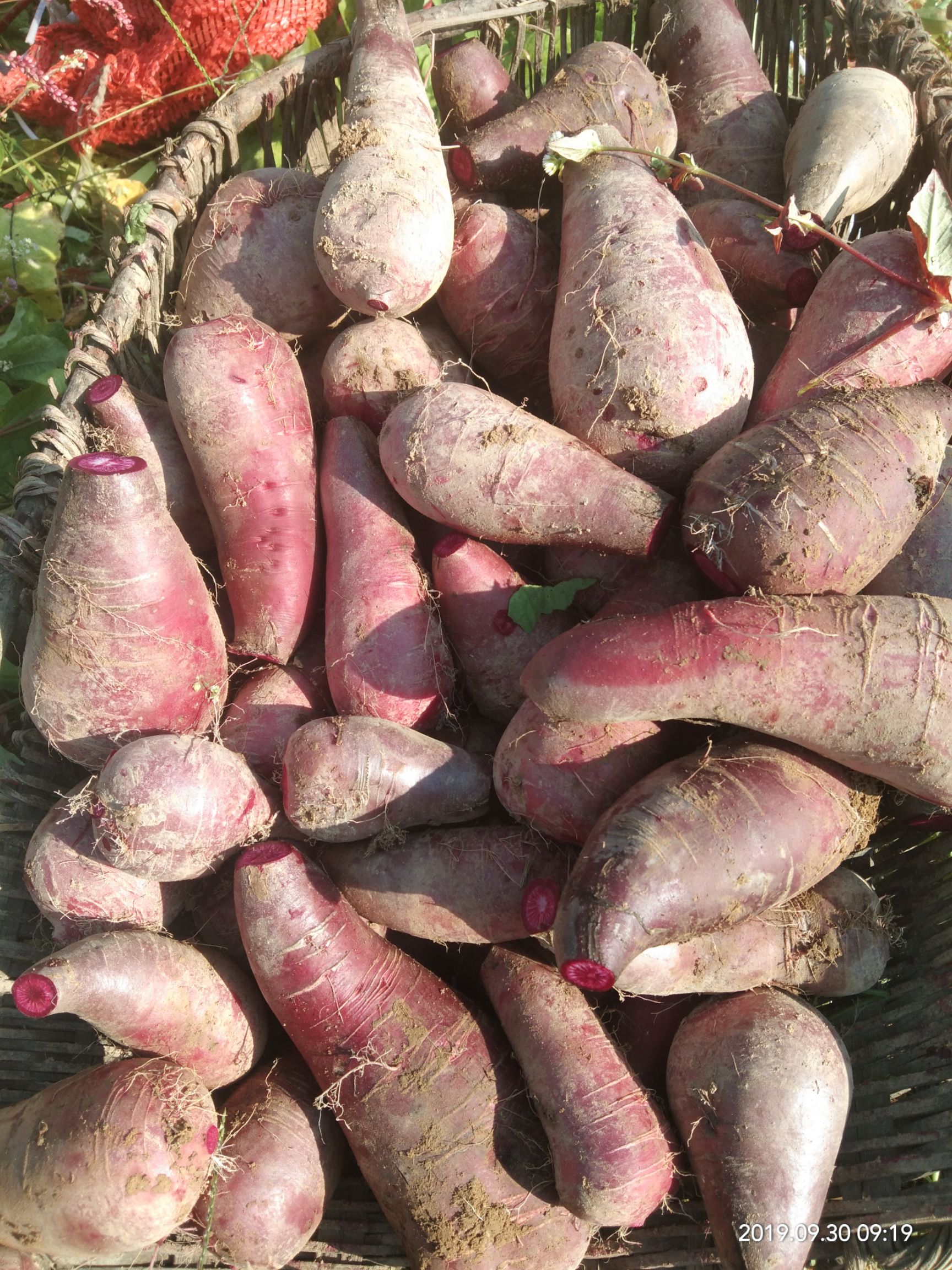  红心萝卜