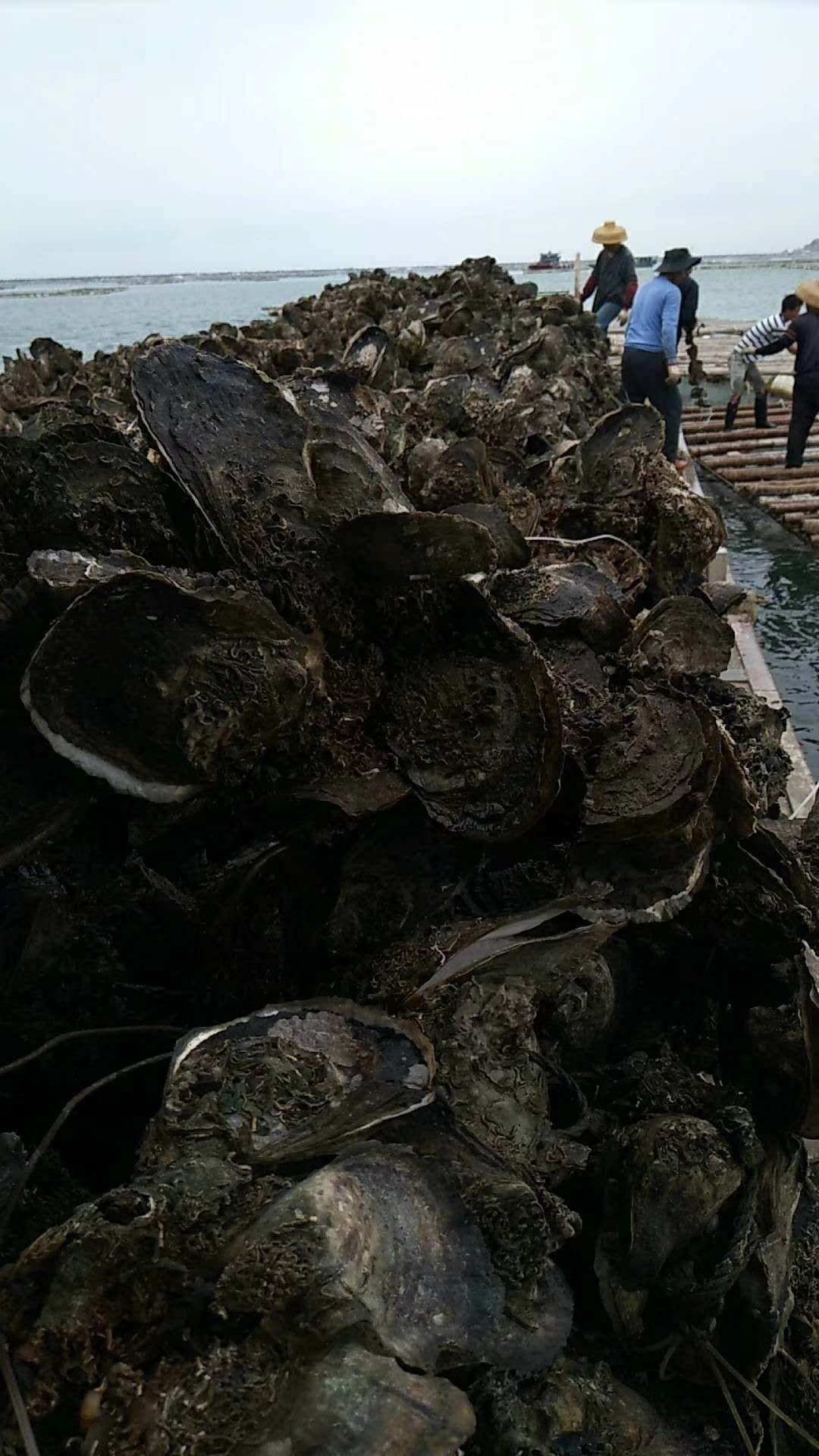 珠海生蚝 干净薄壳肉质清甜