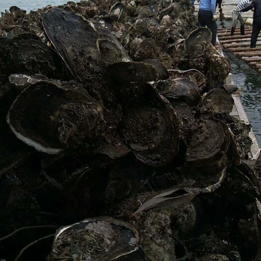 珠海珠海生蚝 干净薄壳肉质清甜