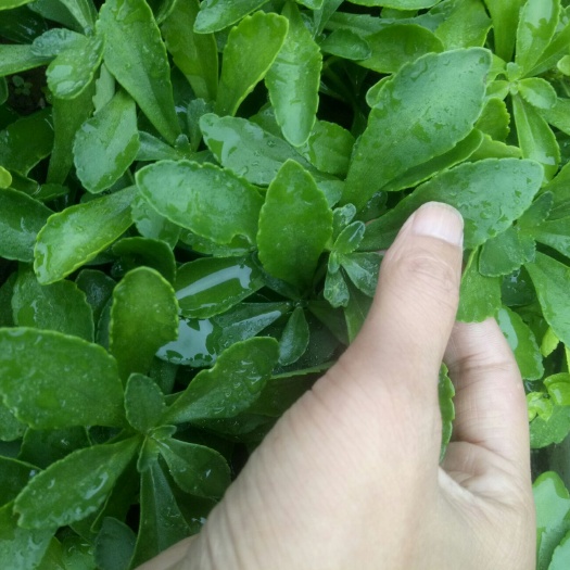 三台县宽叶费菜 你心目中的野菜养心菜