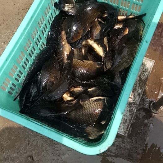 乌龙鲫 人工养殖 0.5-2.5公斤