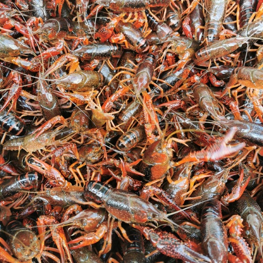 洪湖市小龙虾苗  淡水人工养殖种虾种苗青红幼虾洪湖原产基地专车送货