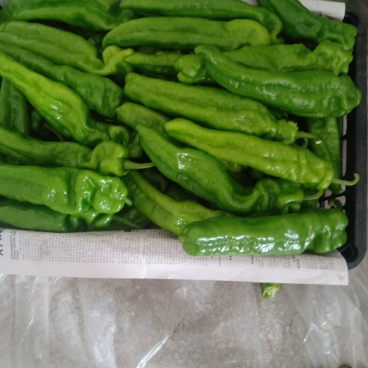 夏邑县 精品301辣椒  线椒    苏椒等  大量上市