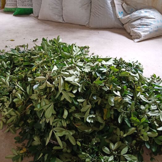 宁南县青花椒 都是特麻