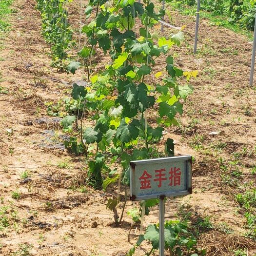 泰安 巨峰葡萄苗 金手指 夏黑 藤稔 午夜美人葡萄苗品种纯正
