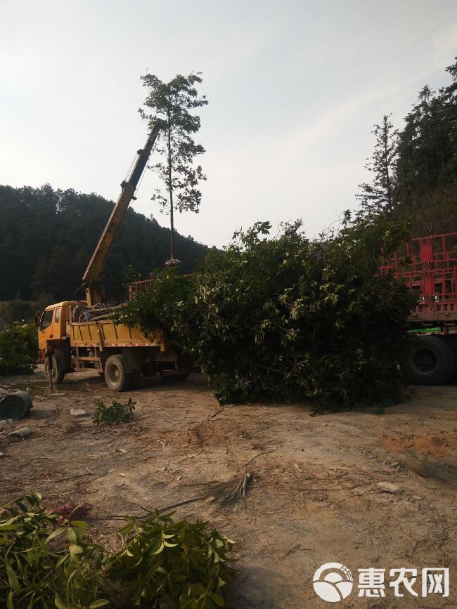 木荷苗基地批发1一8公分