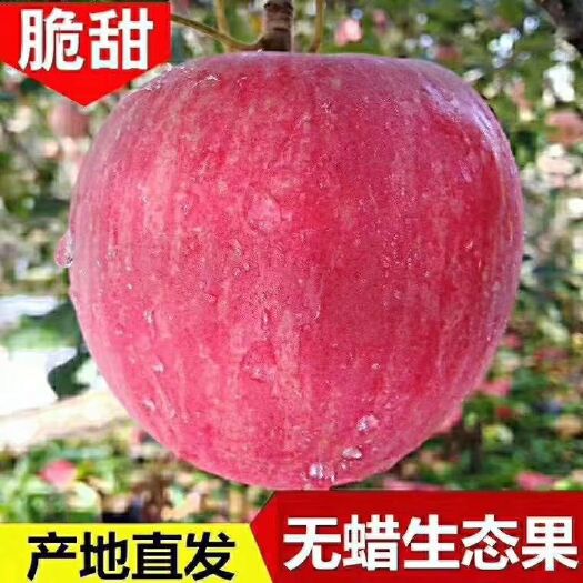 西和县红富士苹果 甘肃冰糖心红富士