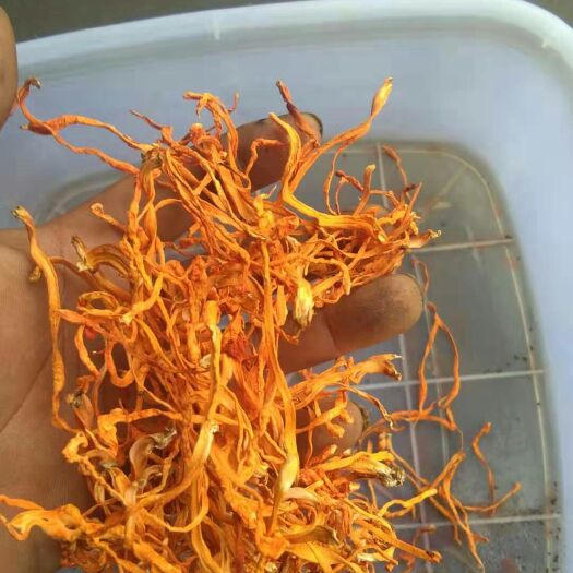 沈阳人工培植虫草花  虫草花散草